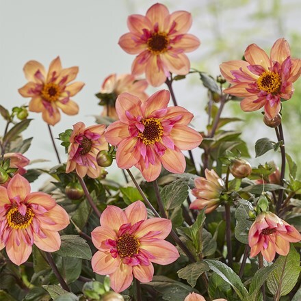 Dahlia Tiger Eye