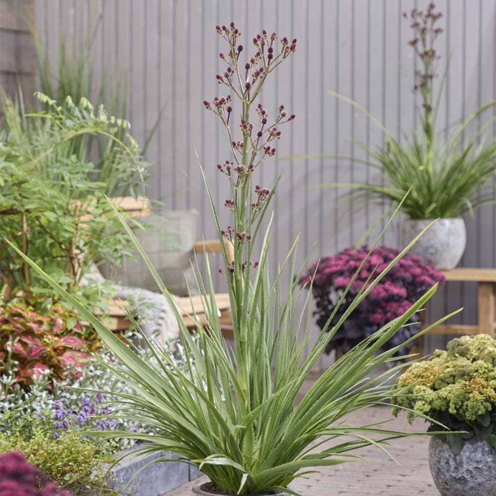 <i>Eryngium</i> 'Magical Red Thunder' (PBR)