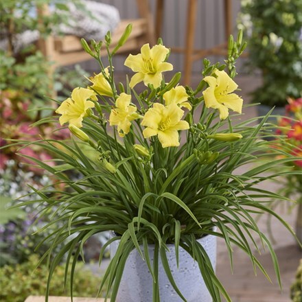Hemerocallis Stella Citron (PBR)