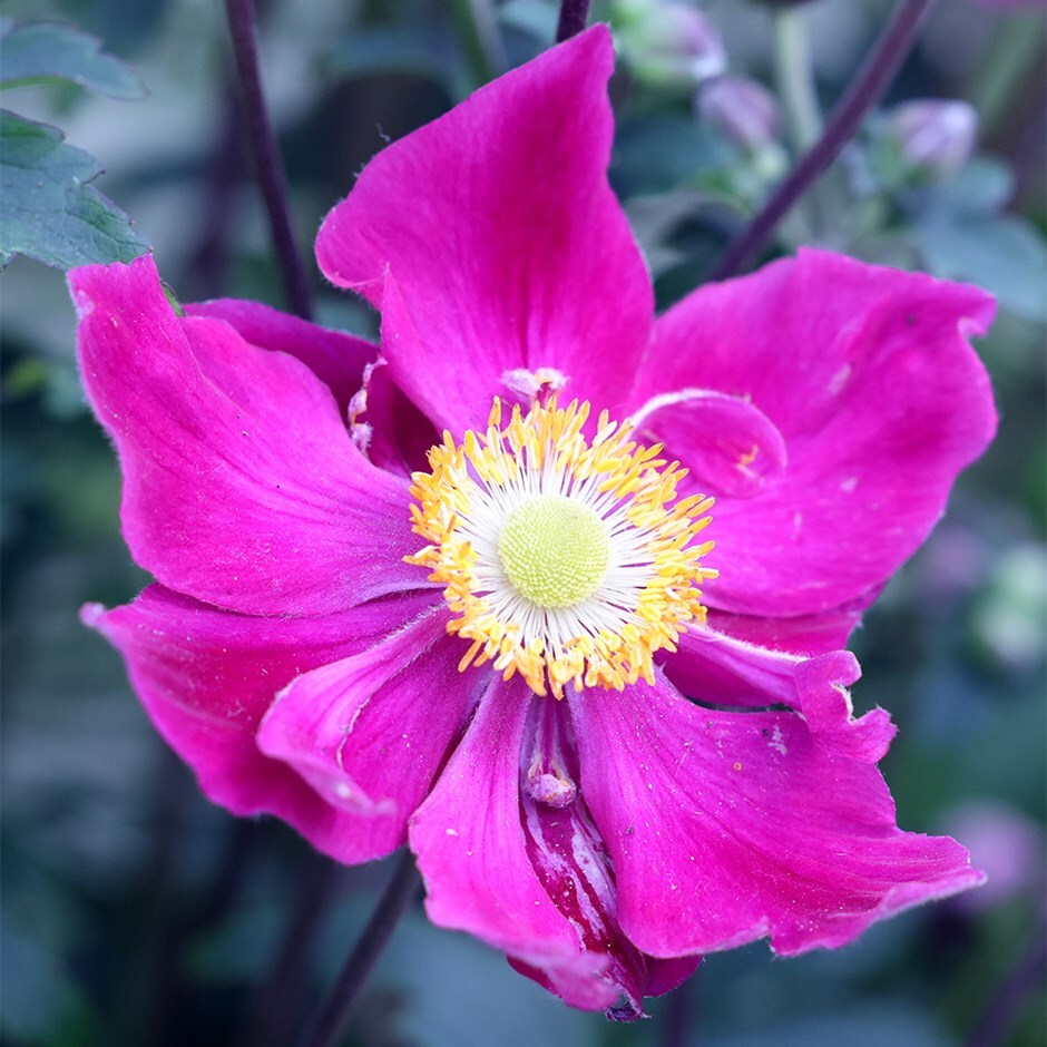 Japanese anemone