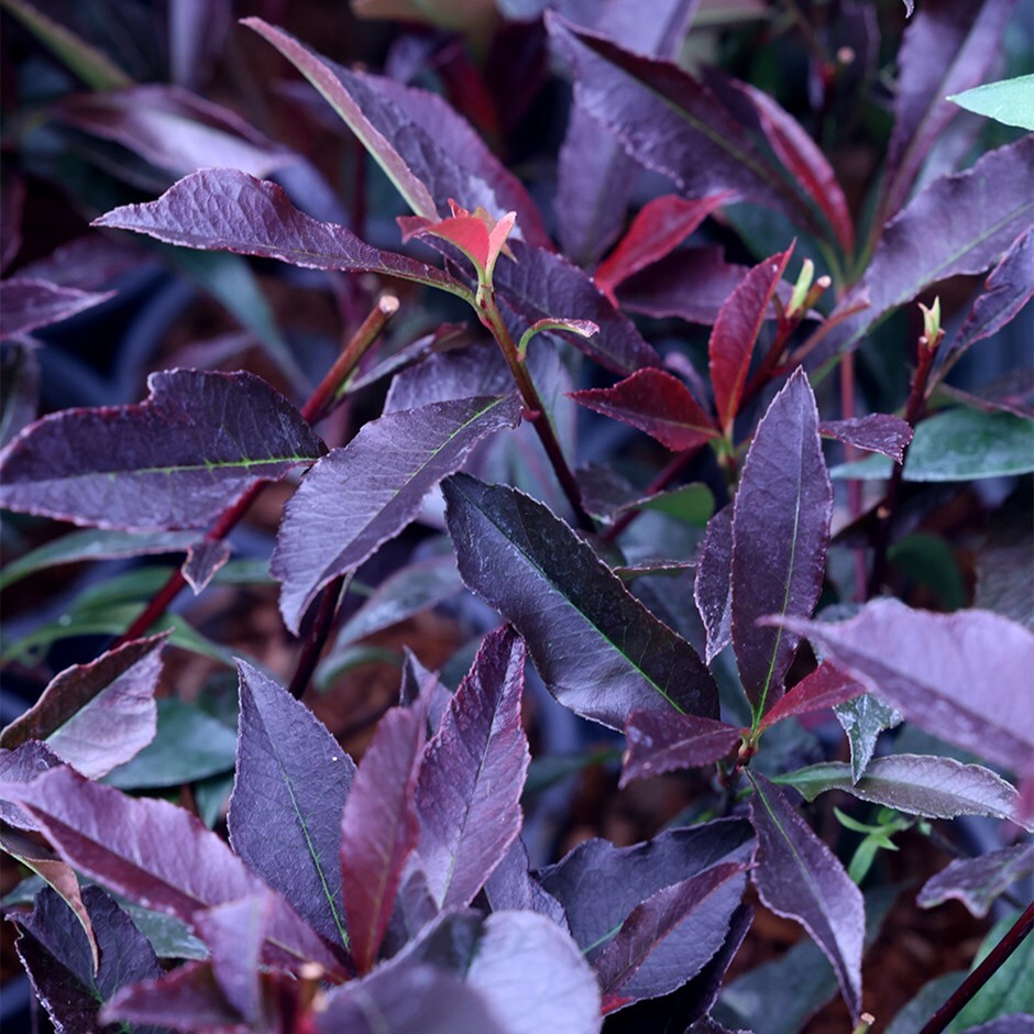 photinia