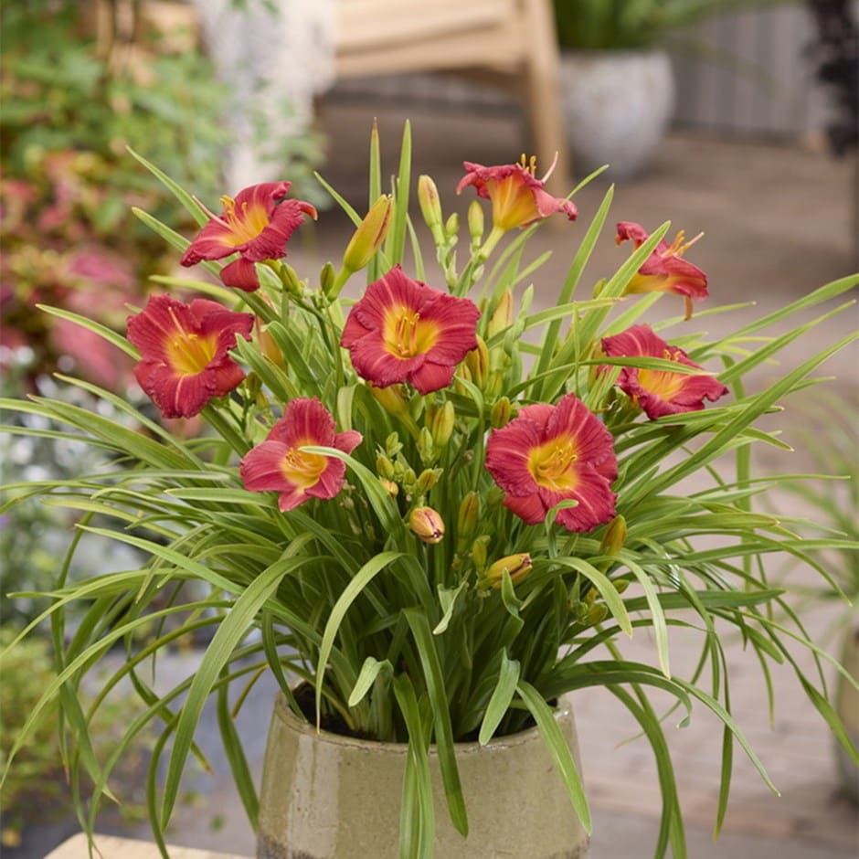 daylily