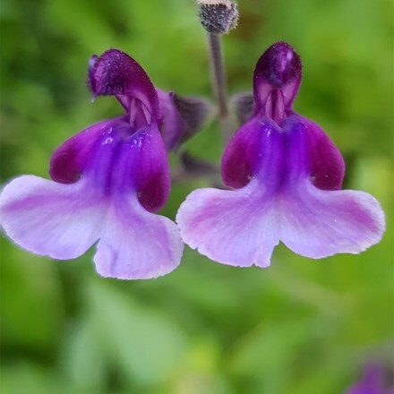 Salvia Oriental Dove ('Dysmau') (PBR)