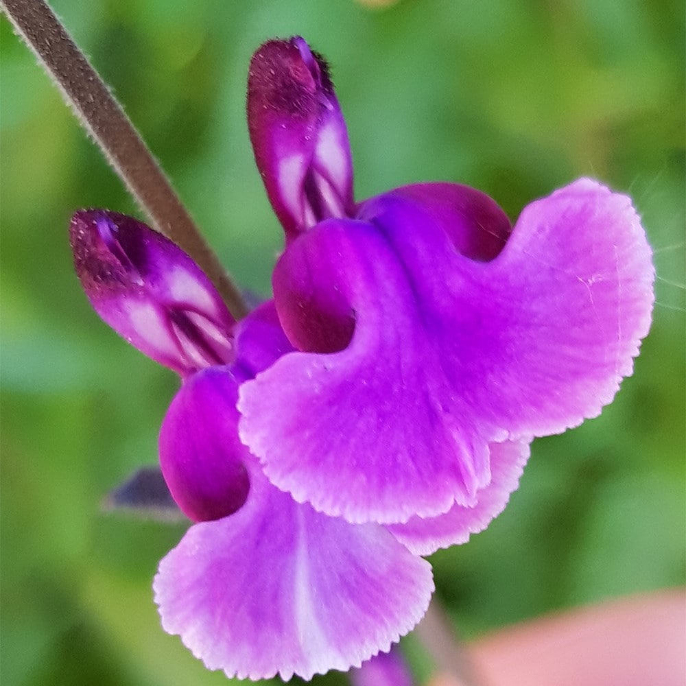<i>Salvia</i> <b class=small-caps>Oriental Dove</b> ('Dysmau') (PBR)