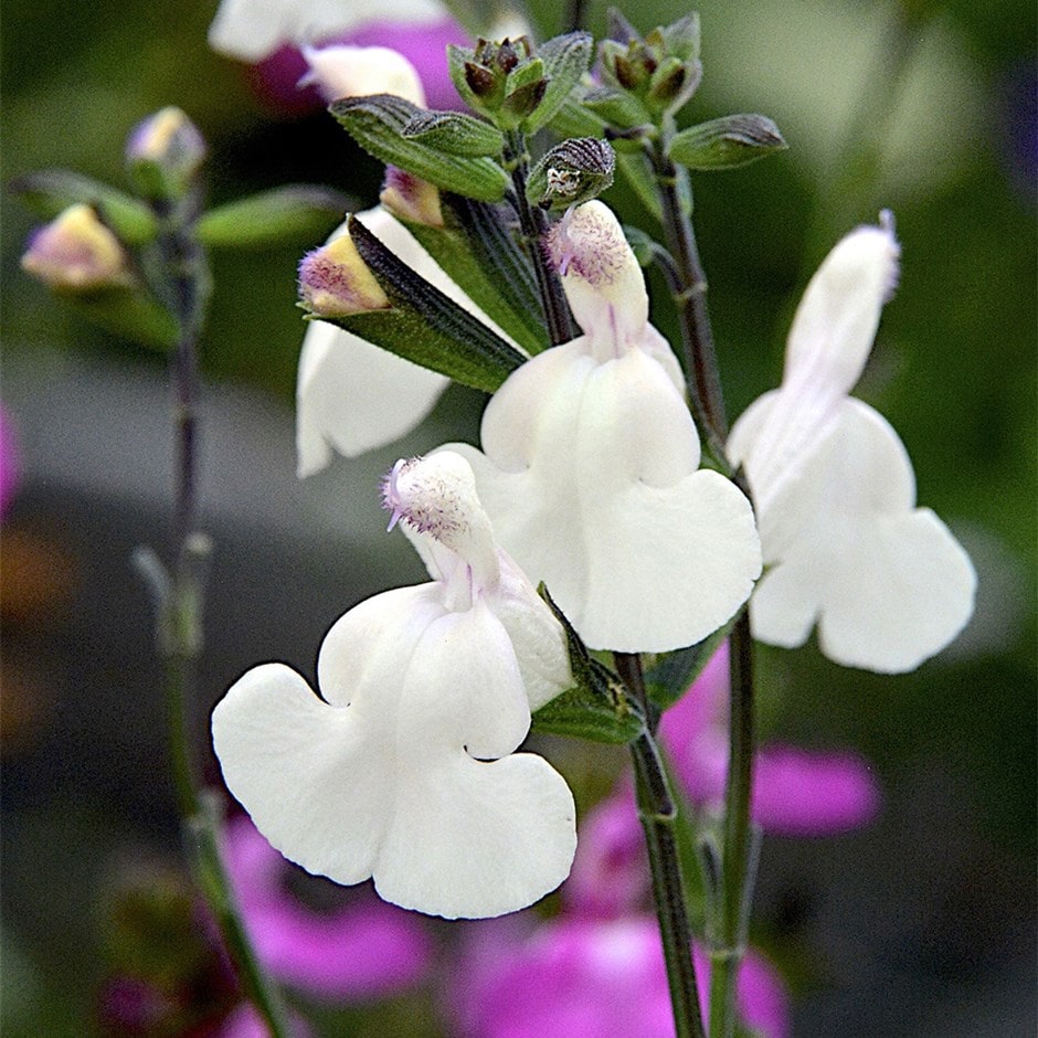 sage