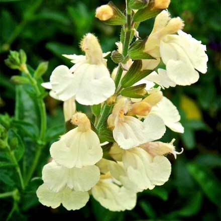 Salvia Lemon Pie