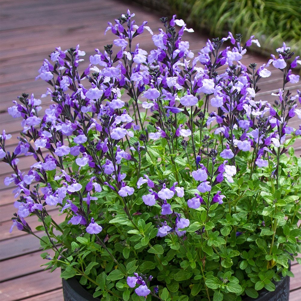 Product options image