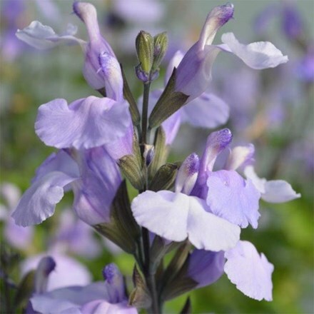 Salvia SoCool Pale Blue (PBR)