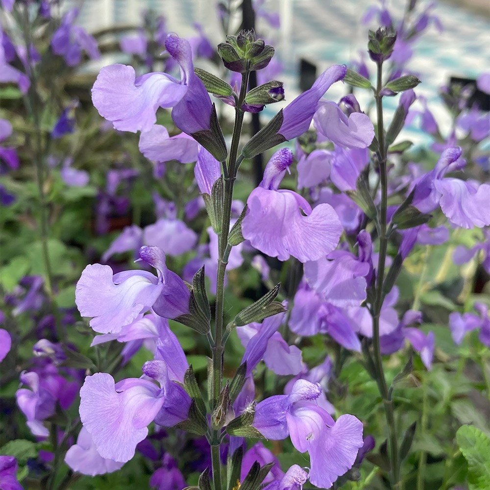 <i>Salvia</i> 'SoCool Pale Blue' (PBR)