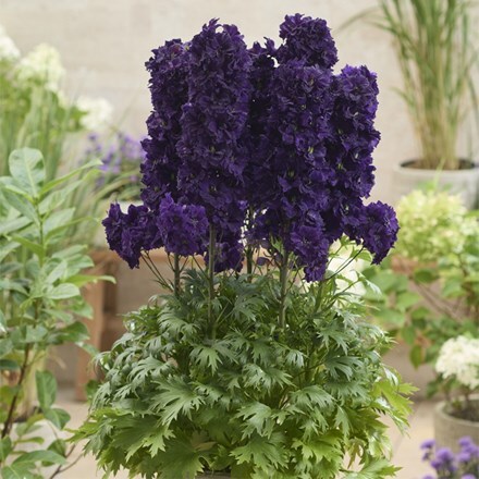 Delphinium Paramo Black Velvet ('Barthirty') (PBR) (Paramo Series)