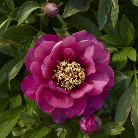 Paeonia Yankee Doodle Dandy