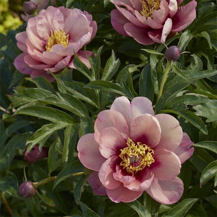 Paeonia Evie Jane ('Smithopus7') (Garden Candy) (PBR)