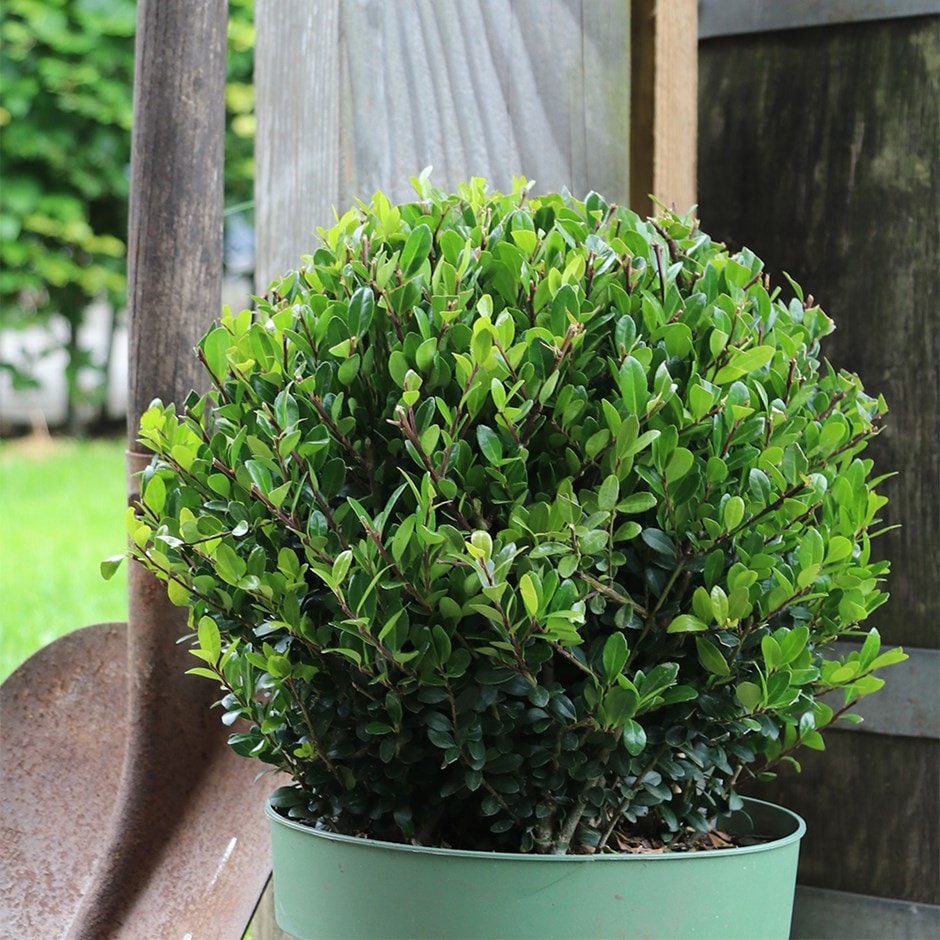 Ilex crenata