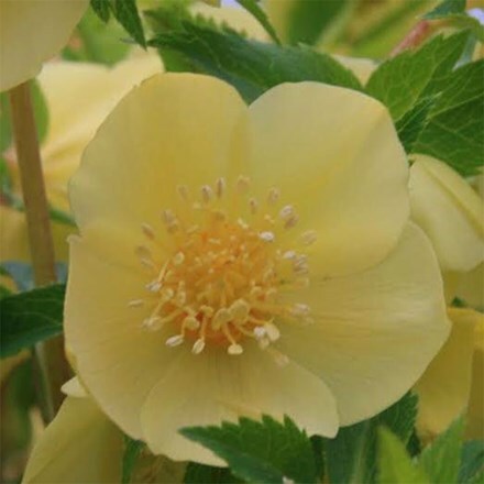 Helleborus × hybridus Harvington Single Yellow Gold Nectaries