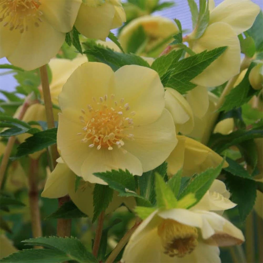 <i>Helleborus</i> × <i>hybridus</i> Harvington Single Yellow Gold Nectaries