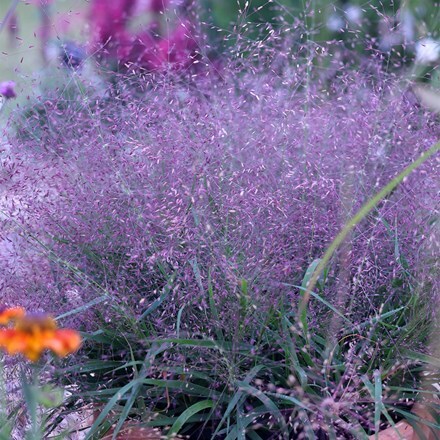 Eragrostis spectabilis