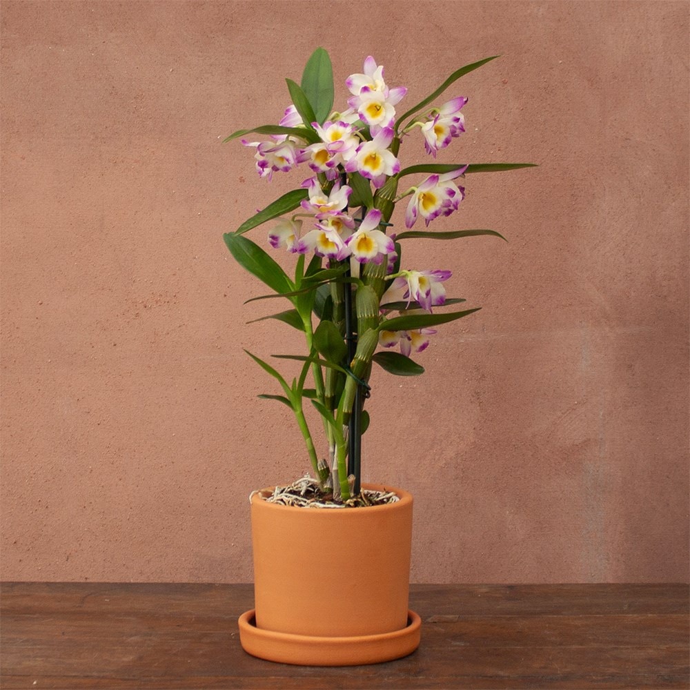 Product options image