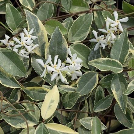 Trachelospermum jasminoides Variegatum