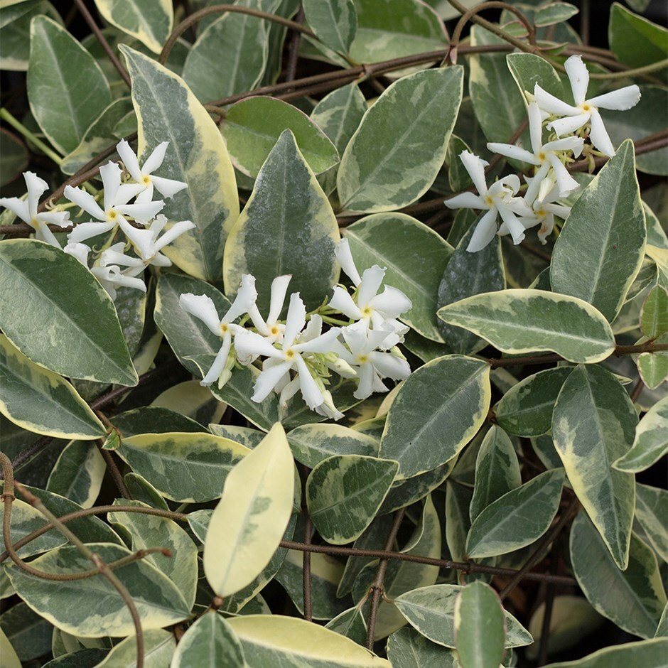 <i>Trachelospermum jasminoides</i> 'Variegatum'
