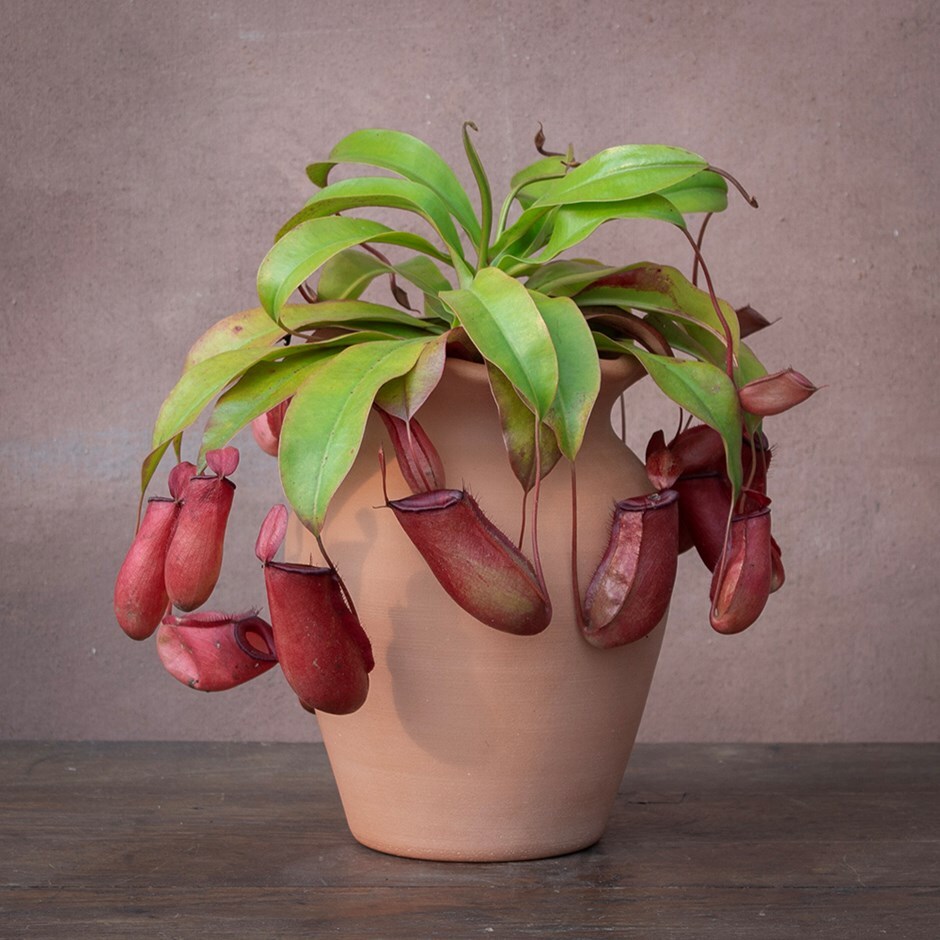 pitcher plant