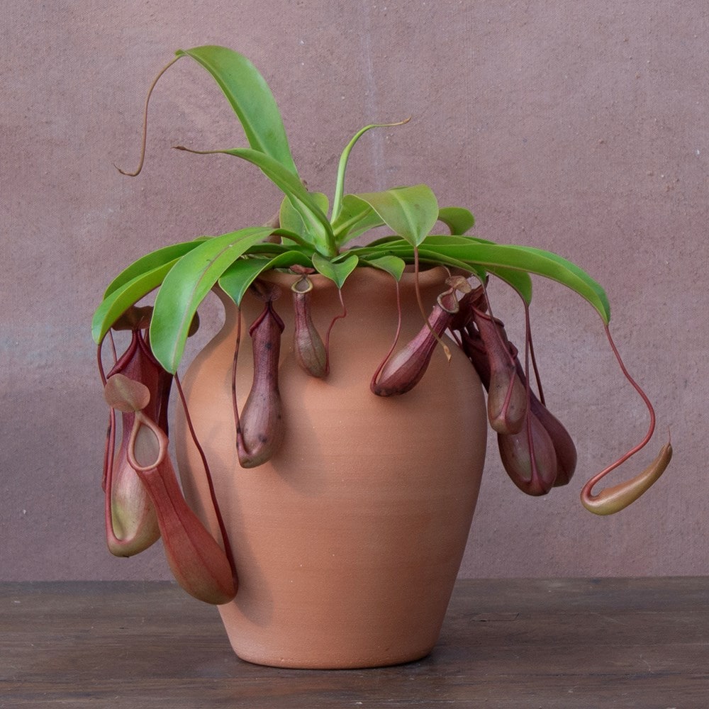 pitcher plant