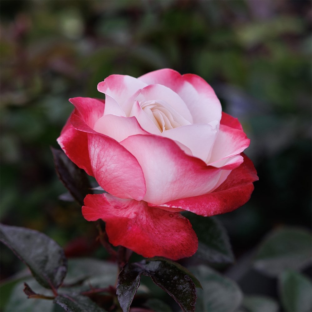 rose Nostalgia (hybrid tea)