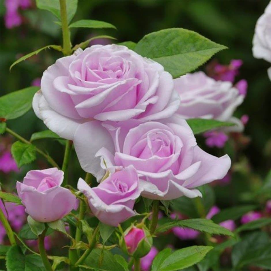 rose Pacific Blue (Hybrid tea)