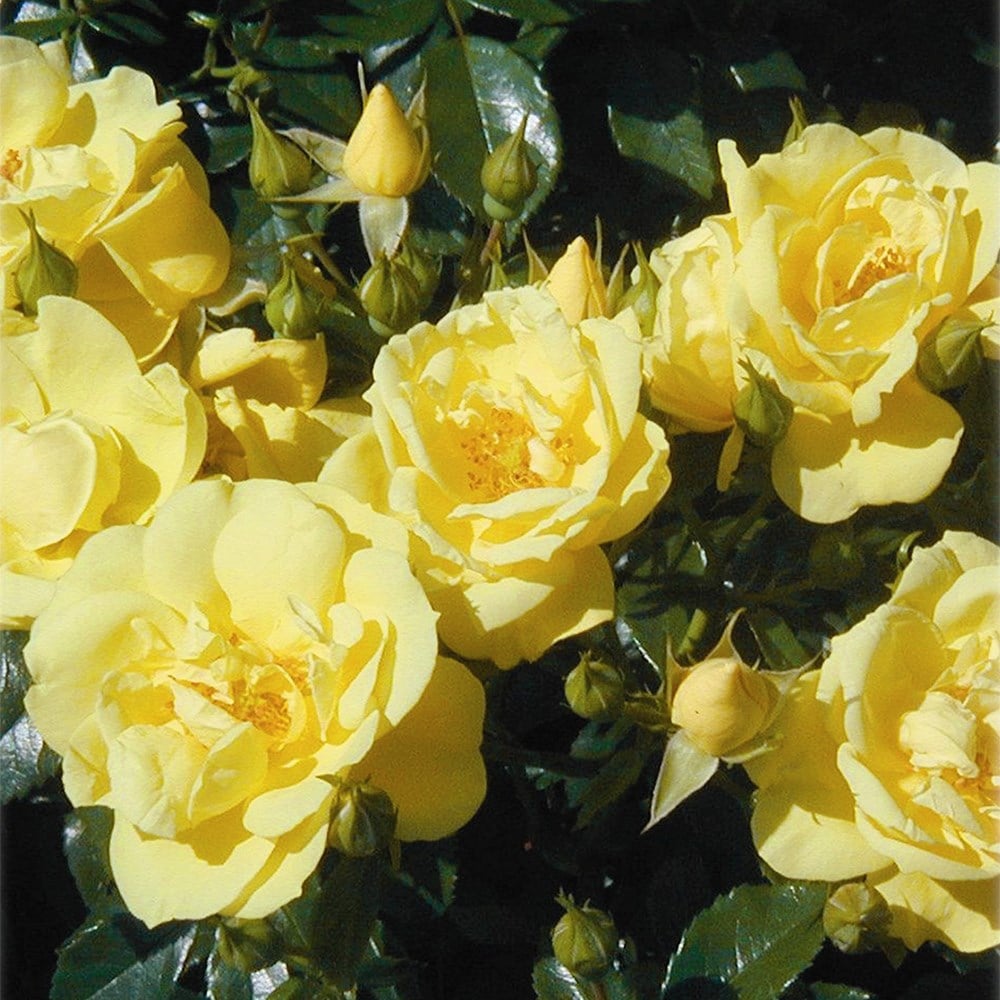 rose Flower Carpet Gold (ground cover rose)