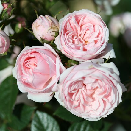 Rosa Pink Hit ('Poultipe') (PBR)