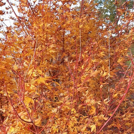 Acer palmatum Beni-kawa