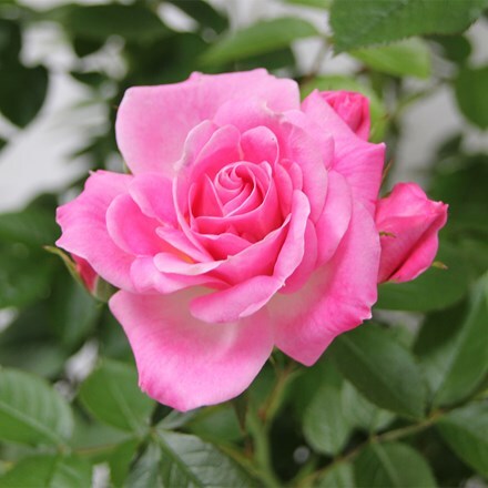 Rosa Carefree Days ('Meirivoui')