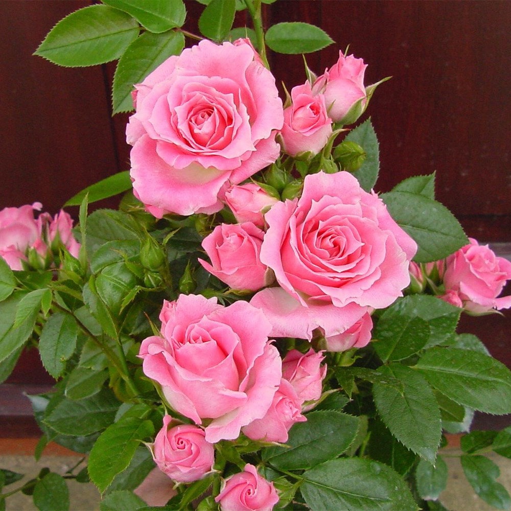 <i>Rosa</i> <b class=small-caps>Carefree Days</b> ('Meirivoui') | Patio Rose