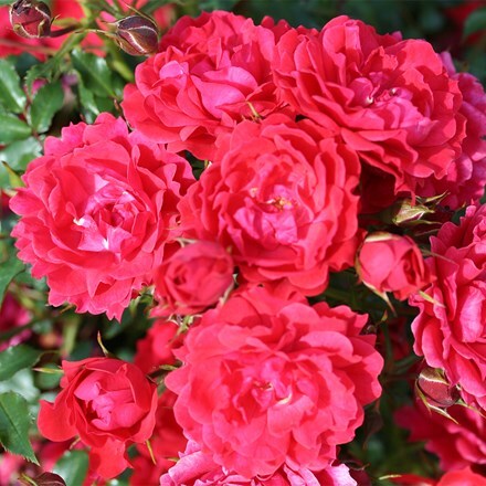 Rosa Raspberry Royale
