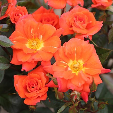 Rosa Sunseeker ('Dicracer')