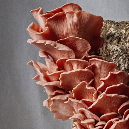 Pink oyster mushrooms