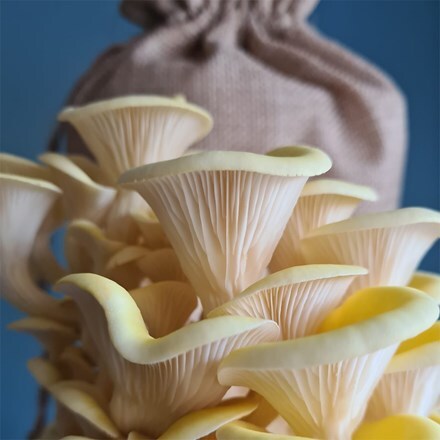 Yellow oyster mushrooms