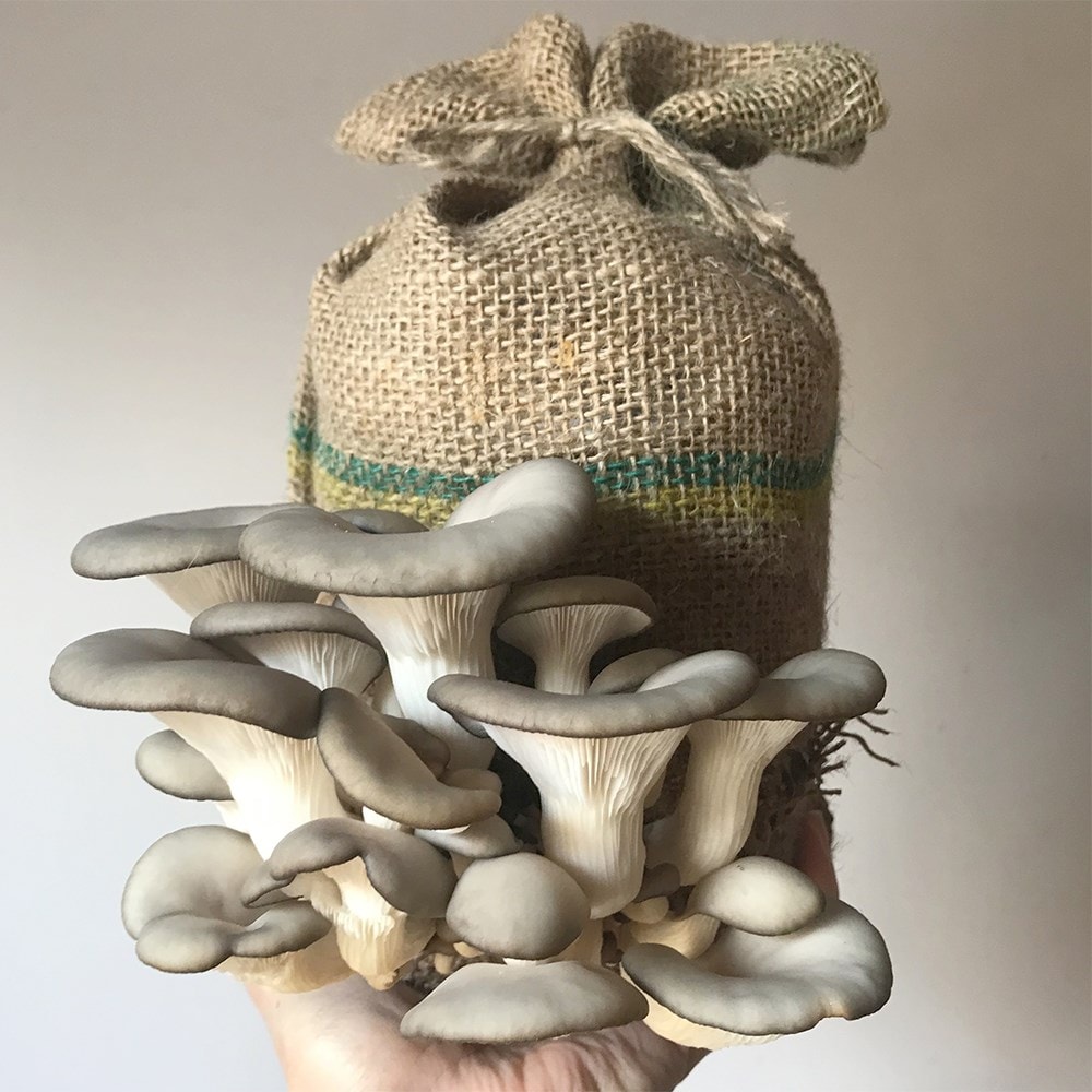 Product options image