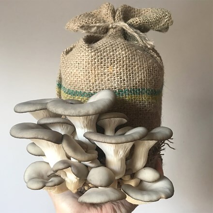 Grey oyster mushrooms