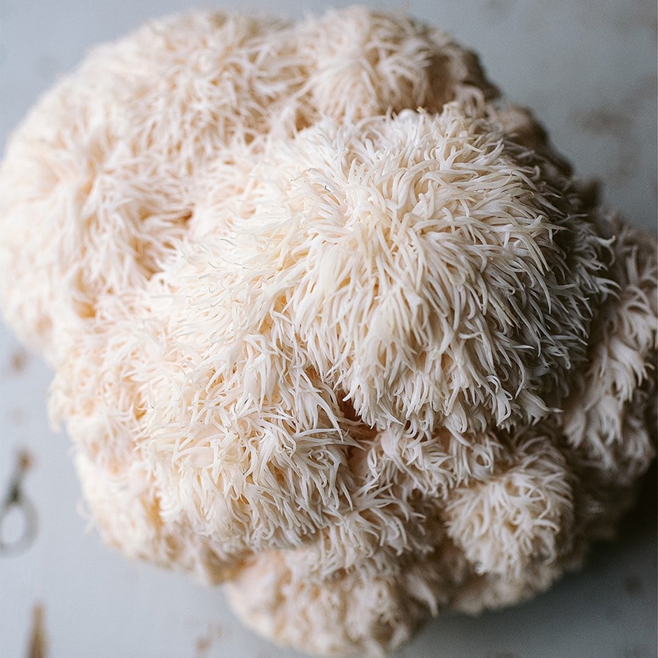 Hericium erinaceus