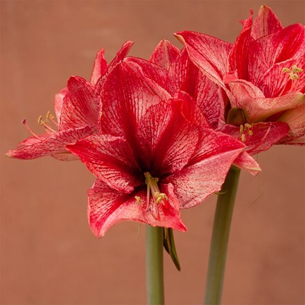 Hippeastrum Stardust