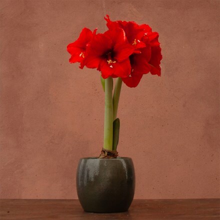 Hippeastrum Premiere