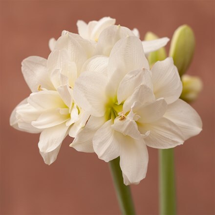 Hippeastrum Akiko (PBR)