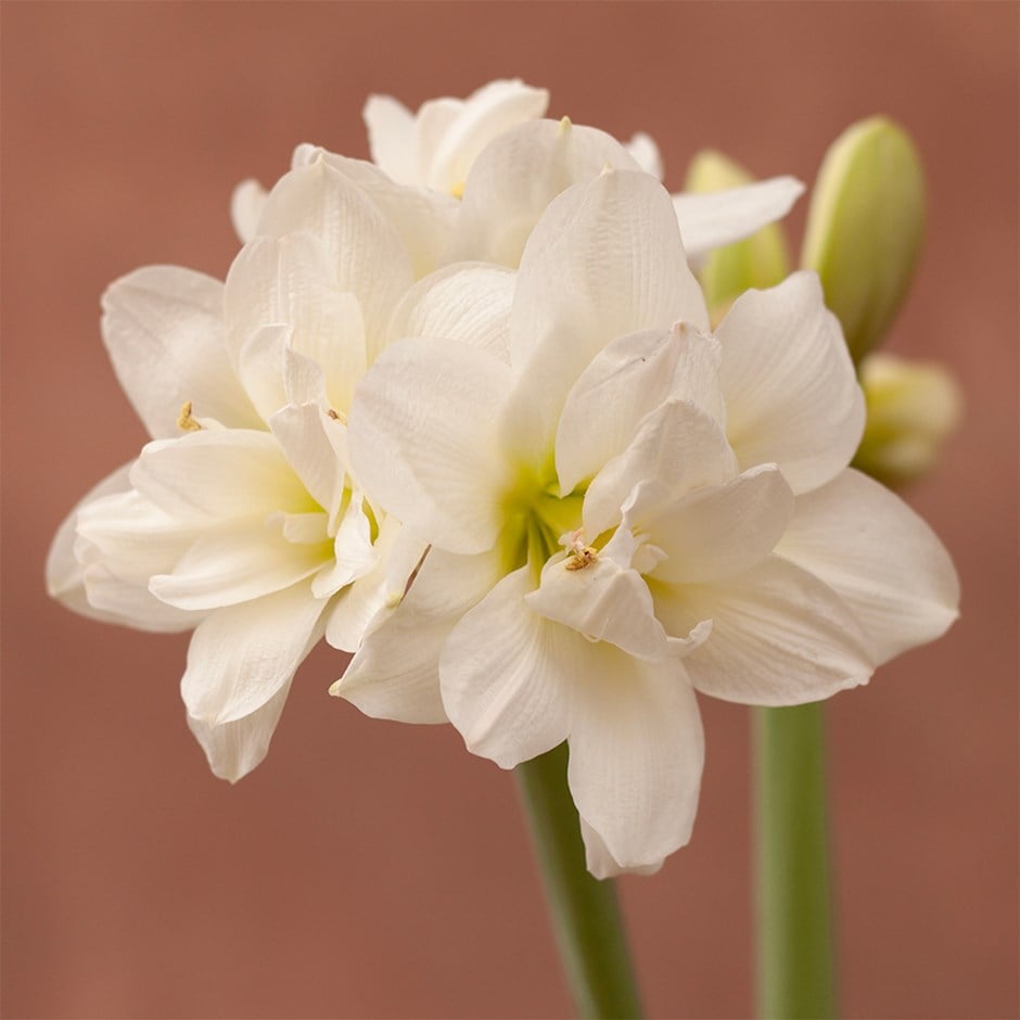 amaryllis