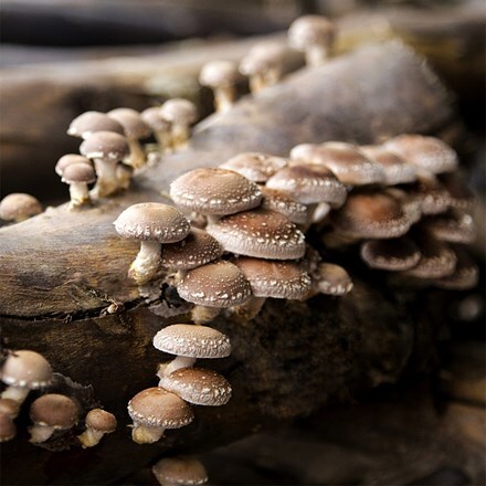 Shiitake mushrooms