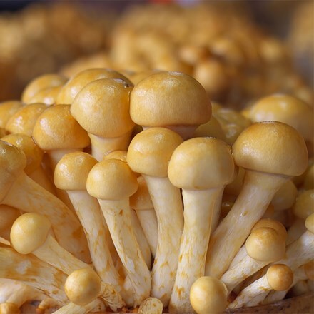 Nameko mushrooms