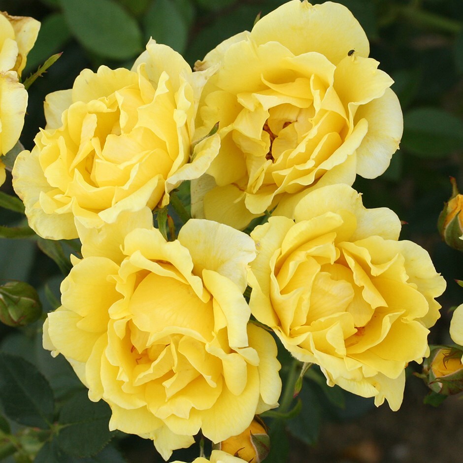 rose Yellow Patio (patio)