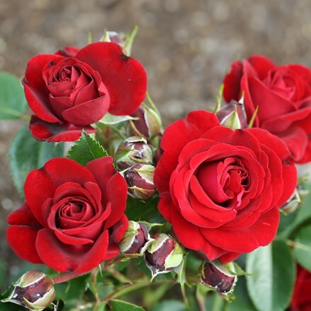 Rosa Ruby Romance ('Noa140715') (PBR)