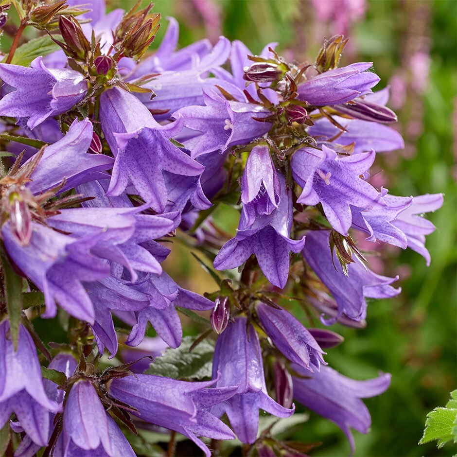 campanula