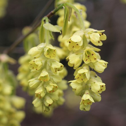 Corylopsis spicata