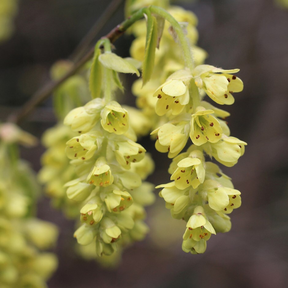spike witch hazel